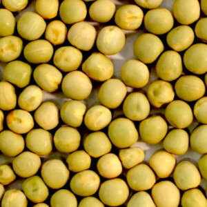 Green Blue Peas