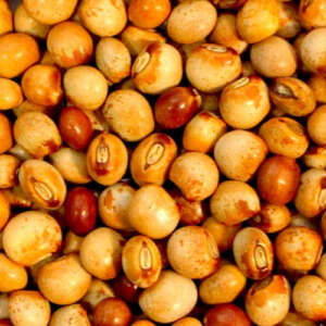Pigeon Peas