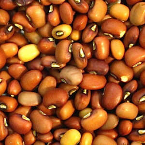 Red Caloona Cow Peas
