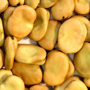 Broad Beans