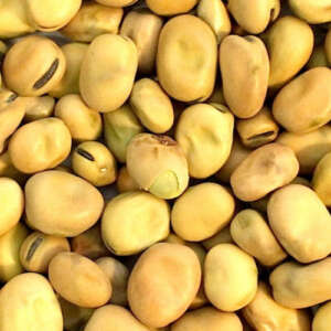 Faba Beans