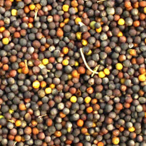 Canola Seeds