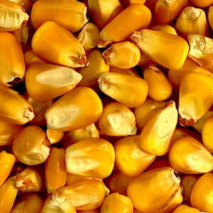Maize