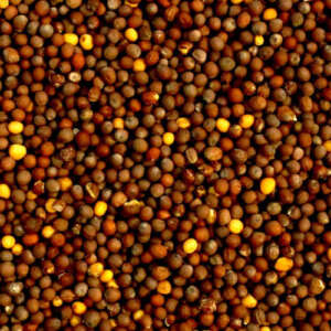 Mustard Seeds