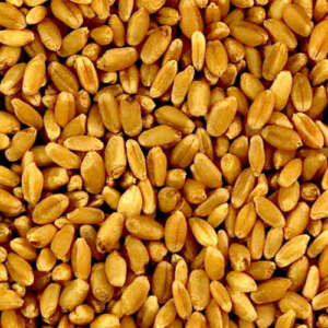 Wheat