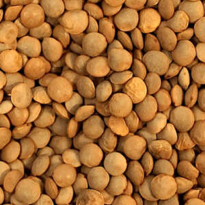 Red Whole Lentils